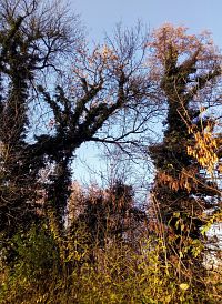 Naučná stezka Vinoř - Jenštejn, cesta je lemovaná stromy porostlými břečťanem
