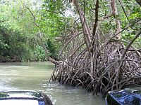 NP Los Haitises, mangrove