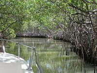NP Los Haitises, mangrove