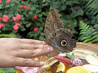 Mainau, Motýlí dům - Schmetterligshaus