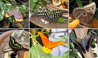 Mainau, Motýlí dům - Schmetterligshaus