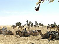 Douz, „parkoviště“ velbloudů k projížďce po Sahaře