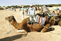 Douz, „parkoviště“ velbloudů k projížďce po Sahaře
