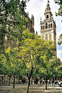 Sevilla, zvonice katedrály La Giralda z  Patia de los Naranjos (pomerančový dvůr),