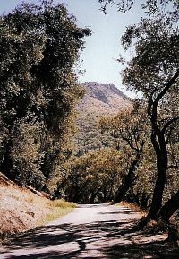 Korfu, severní podhůří Pantokratu, olivový háj v okolí vesnice Krinias
