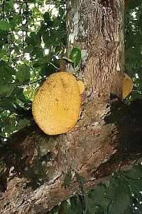 pohoří Serra de Baturité, hotepol Remanso de Serra, ovoce jacu - jack fruit