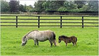 Kildare, Irský národní hřebčín, "pit ponies" - důlní koně