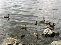 jezero Lough Neagh