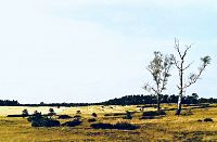 Národní park De Hoge Veluwe, vřesoviště a písečné přesypy