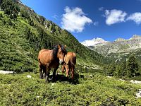koně v údolí směrem na Richterhutte
