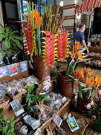 tržnice Mercado , květina heliconia