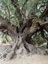tisíciletý olivovník
