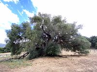 tisíciletý olivovník