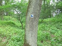 značka na stromě odbočky do středu hradiště