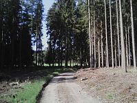 5. Cesta vedla ve stínu lesa.