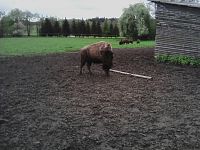 6. Ale bizon je vzhůru a rochní se.