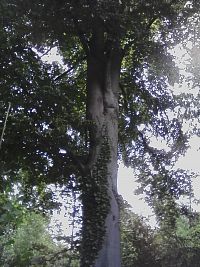 5. Buk tu je nejčastějším stromem.