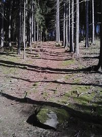10. Cesta vedla krásným lesem