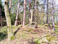10. Krásný les pod Pivovarskou horou