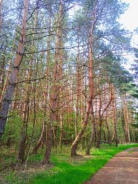 6. Příslib pěkných lesních zákoutí