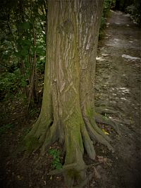 silné kořeny v zemi