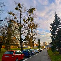 Za stromy Černá perla