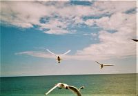 Vyhlídková plavba lodí po německém poloostrově Zingst-Darß v Meklenbursku-Předním Pomořansku