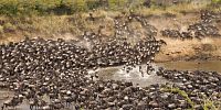 Národní park Masai Mara