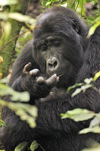 Výprava za gorilami do národního parku Bwindi Impenetrable