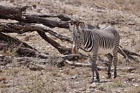 Zebra v Samburu