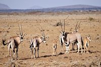 Oryxové v Samburu