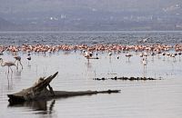 Plameňáci na jezeře Nakuru