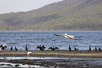 Ptáci na jezeře Nakuru