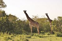 Žirafy u jezera Naivasha