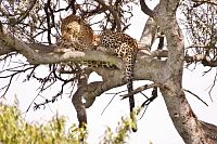 Leopard v Masai Mara