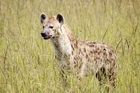 Hyena v Masai Mara