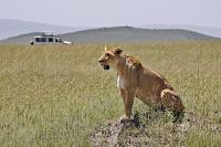 Lvice v Masai Mara