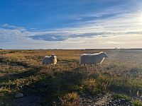 Všudypřítomné ovce - na Islandu žije zhruba třikrát více ovcí než lidí
