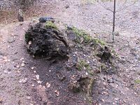 Kamenné pařezy, u jezera Medard