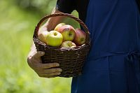 Jablka z jihotyrolské farmy Roter Hahn ©Roter Hahn