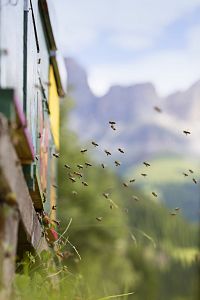 Včelí úly v Jižním Tyrolsku, ©Frieder Blickle Roter Hahn