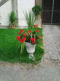 Váza s muškáty před zámkem