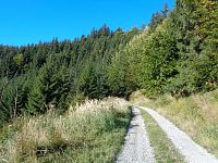 Šikovná lesní cesta, po které můžete na Babí vrch nebo Kamenitý