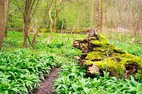 Zelené Komentovky!!!