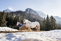 Val di Fassa - Cavalli nella neve ph.P.Masturzo