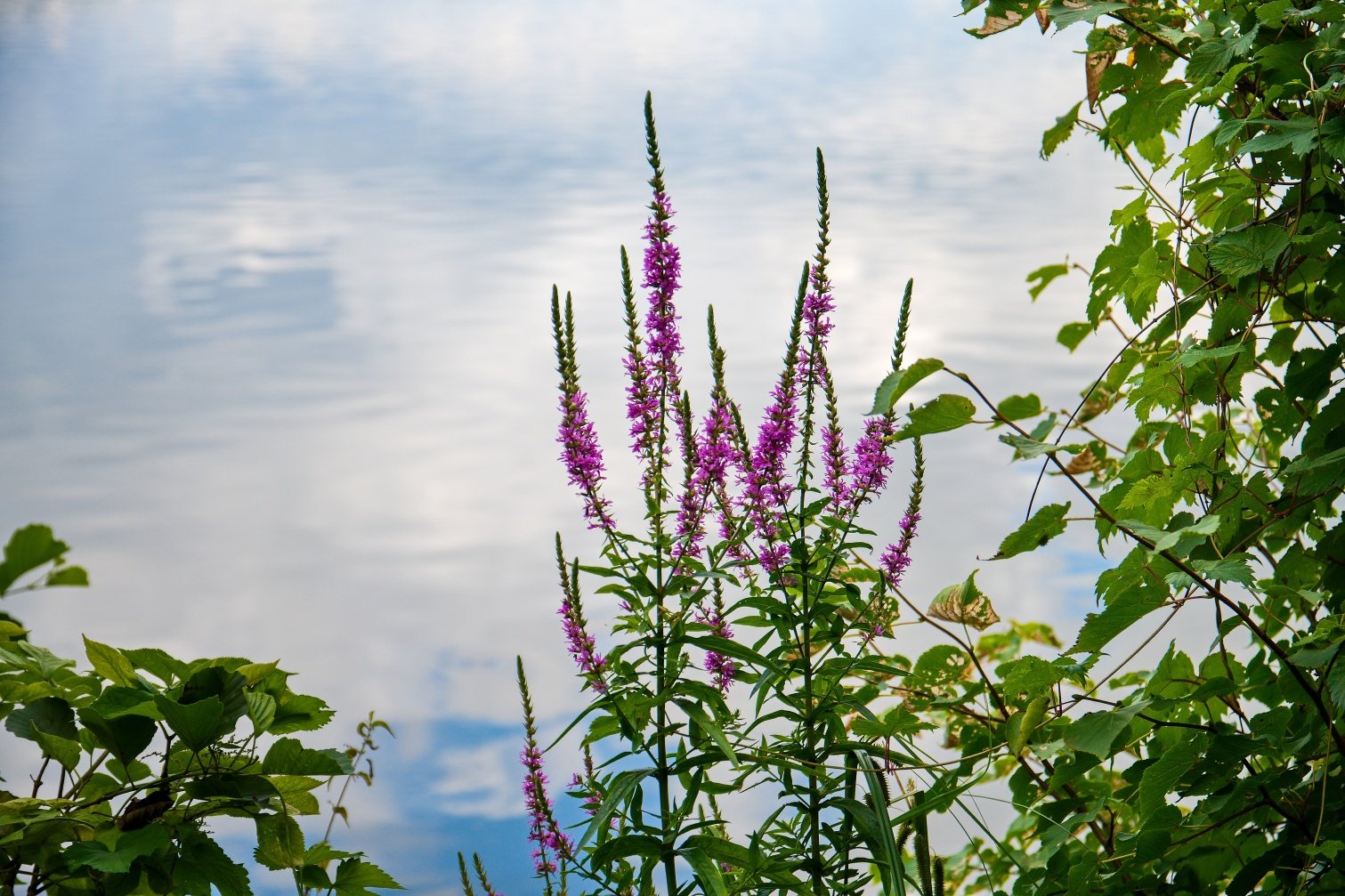 Jistebník - rybník Bezruč.