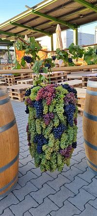 Velkobílovické vinobraní