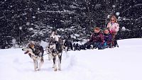 Křupání sněhu pod skluznicemi si v Donovalech vychutnáte i ze saní s trénovaným psím spřežením. Zapřáhněte severskou čtyřku a připravte se na nezapomenutelnou jízdu! (© Adventoura Slovakia)