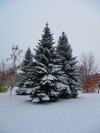 Parčík v Zálabí (Hradec Králové)