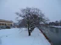 Stromořadí před novou budovou ČSOB (Hradec Králové)